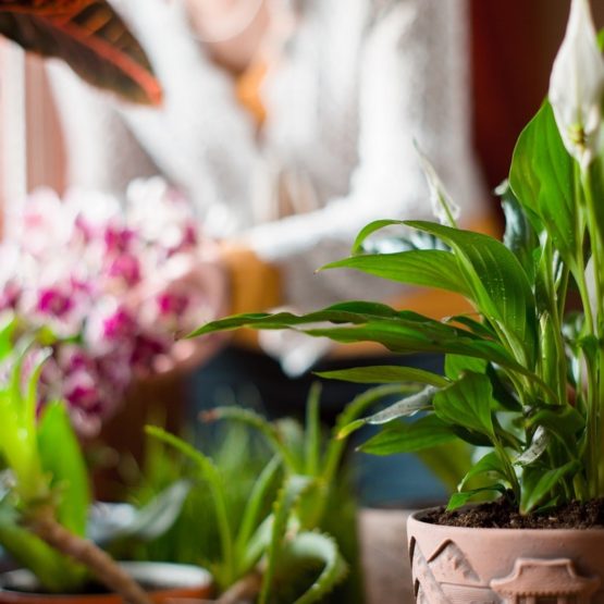 czy rośliny domowe lepiej rosną przy ogrzewaniu podczerwienią?